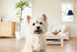 宠物小狗视频,小狗视频集锦，萌态百出，治愈你的心灵