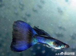 孔雀鱼繁殖视频,孵化与成长瞬间