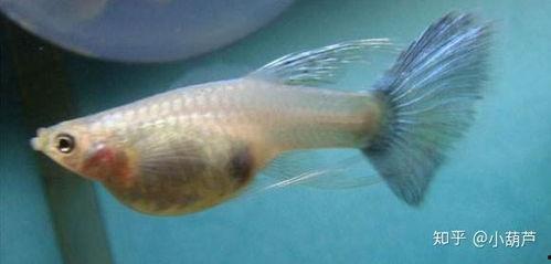 孔雀鱼繁殖视频,孵化与成长瞬间