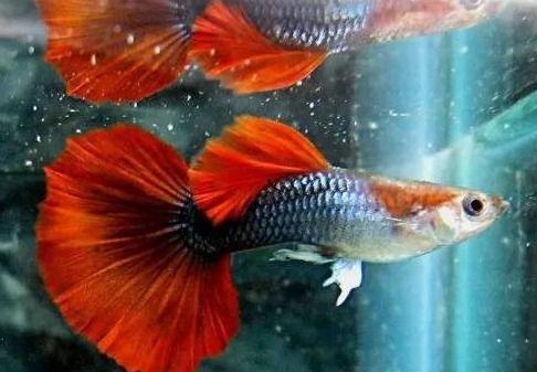 孔雀鱼繁殖视频,孵化与成长瞬间