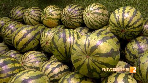 今日分宜麒麟瓜价格,今日行情一览”