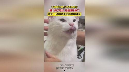 小猫洗脸视频,小猫洗脸萌态百出