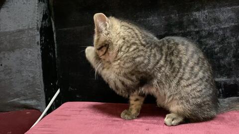 小猫洗脸视频,小猫洗脸萌态百出