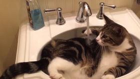 小猫洗脸视频,小猫洗脸萌态百出