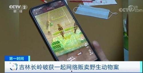 扑鸟视频,扑鸟视频带你领略鸟类生态魅力