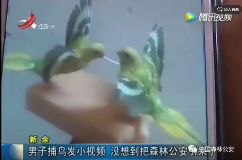 扑鸟视频,扑鸟视频带你领略鸟类生态魅力