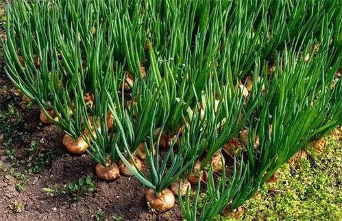 洋葱种植视频,从播种到收获的实用指南