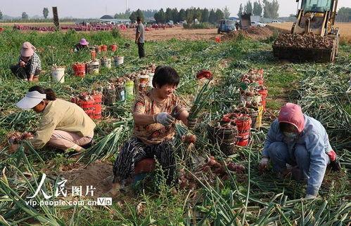 洋葱种植视频,从播种到收获的实用指南
