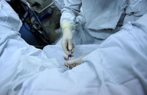 排卵过程视频,揭秘女性生殖周期的奥秘