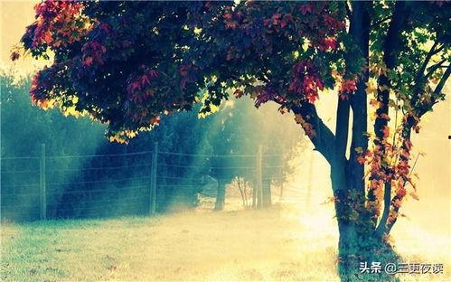 心语视频,情感共鸣的瞬间