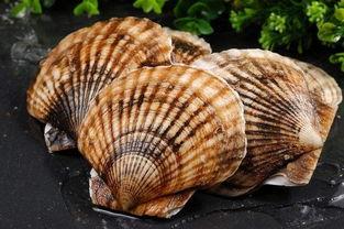 扇贝清洗视频,轻松掌握海鲜清洗技巧