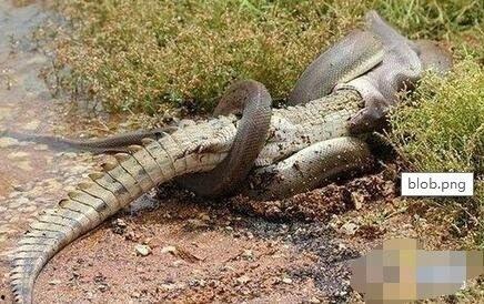 蛇吃鳄鱼视频