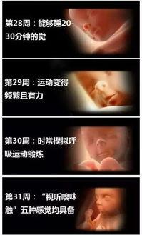 胎儿胎动视频,胎儿胎动视频背后的温馨瞬间