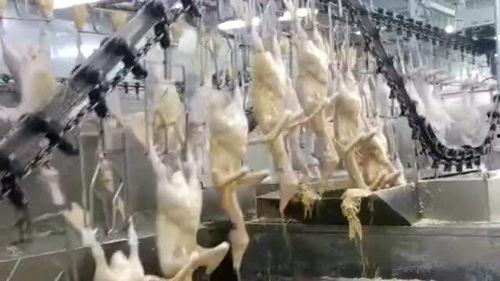 做鸭的视频,自制美味家常鸭，视频教程大揭秘