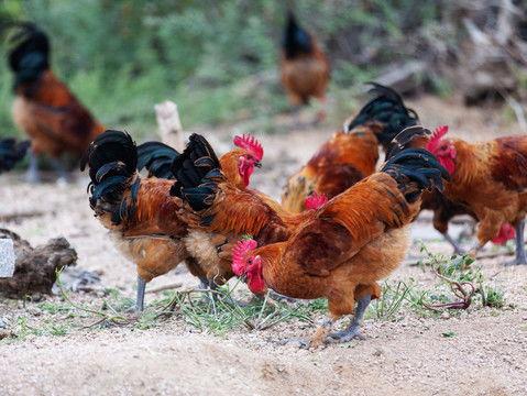 散养鸡视频,自由漫步的田园乐章