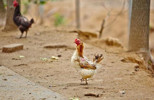 散养鸡视频,自由漫步的田园乐章