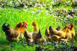 散养鸡视频,自由漫步的田园乐章