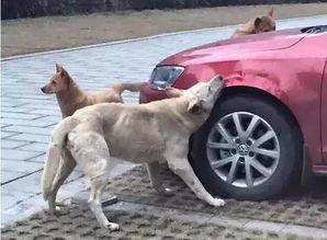 狗拆车视频,一场惊心动魄的汽车破坏之旅