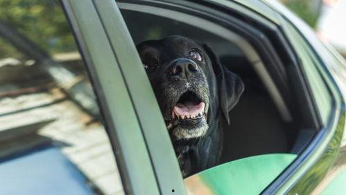 狗拆车视频,一场惊心动魄的汽车破坏之旅