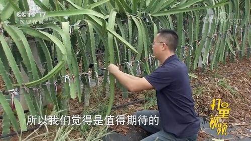 火龙果种植视频,从播种到收获的视觉之旅