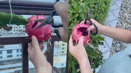 火龙果种植视频,从播种到收获的视觉之旅