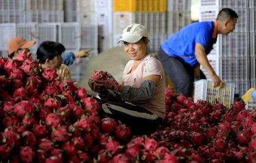 火龙果种植视频,从播种到收获的视觉之旅