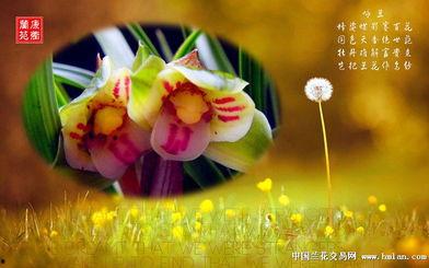 空谷幽兰视频,探寻自然之美与心灵宁静的奇妙之旅