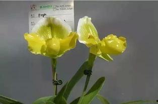 空谷幽兰视频,探寻自然之美与心灵宁静的奇妙之旅