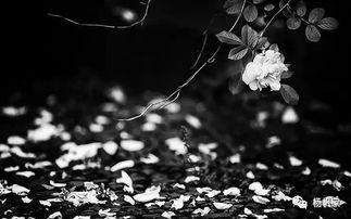 空谷幽兰视频,探寻自然之美与心灵宁静的奇妙之旅