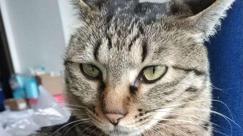 猫视频,猫视频里的趣味瞬间