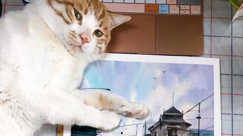 猫视频,猫视频里的趣味瞬间