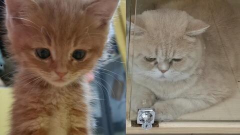 猫视频,猫视频里的趣味瞬间