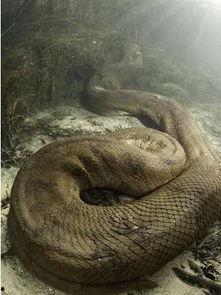 水蟒视频,揭秘水中巨蟒的神秘生活