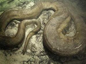 水蟒视频,揭秘水中巨蟒的神秘生活