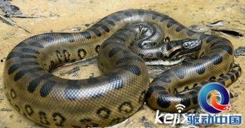 水蟒视频,揭秘水中巨蟒的神秘生活