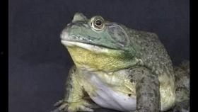 牛蛙视频,揭秘神奇两栖动物的生态世界