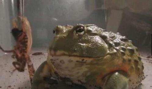 牛蛙视频,揭秘神奇两栖动物的生态世界