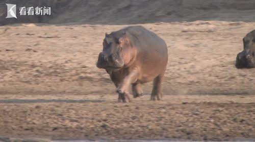 河马视频在线观看,畅享海量精彩，在线观影新体验