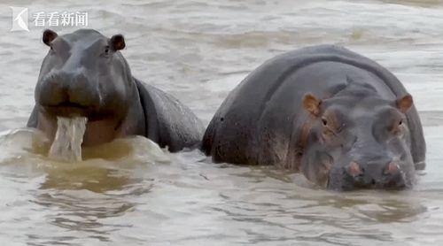 河马视频在线观看,畅享海量精彩，在线观影新体验