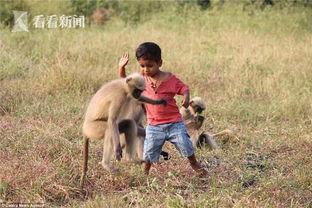 猴娃视频,揭秘动物世界的趣味瞬间