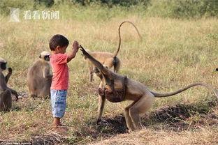 猴娃视频,揭秘动物世界的趣味瞬间