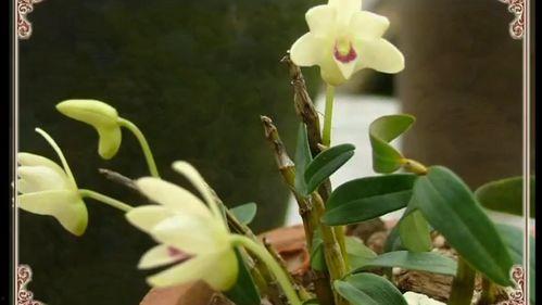 石斛视频