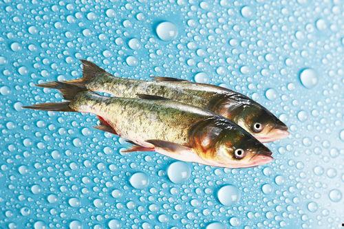 鲢鳙吃饵视频,揭秘水中猎手的捕食技巧