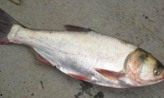 鲢鳙吃饵视频,揭秘水中猎手的捕食技巧