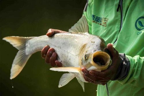 鲢鳙吃饵视频,揭秘水中猎手的捕食技巧