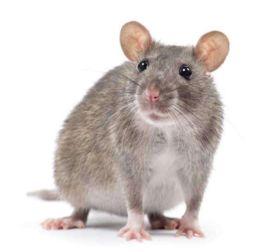 吃老鼠的视频,揭秘吃老鼠的惊人视频