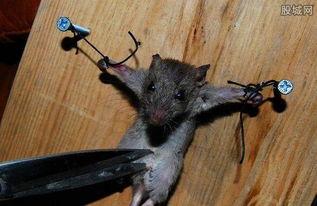 吃老鼠的视频,揭秘吃老鼠的惊人视频