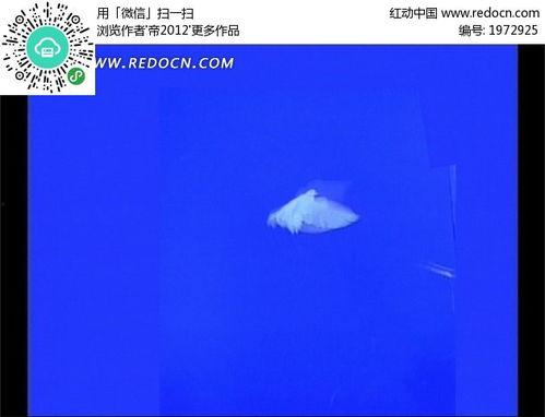 鸽子飞行视频,揭秘鸽子飞行之美