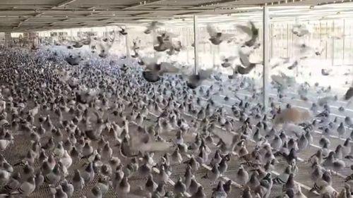 鸽子飞行视频,揭秘鸽子飞行之美