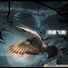 鸽子飞行视频,揭秘鸽子飞行之美